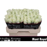 Roos 60cm Mont Royal