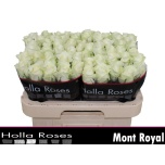 Roos 60cm Mont Royal