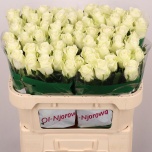Roos 70cm Mont Royal