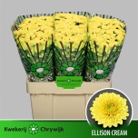 Chrysanthemum Krüsanteem SANTINI Ellison Cream*25