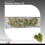 Anthurium Flamingolill Pistache