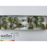 Anthurium Flamingolill Pistache