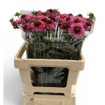Scabiosa Scoop Focal Popsicle 50cm