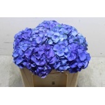 Hydrangea Hortensia Royal Crown blue 50cm*5