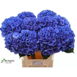 Hydrangea Hortensia Royal Crown blue 80cm*5