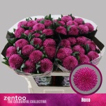 Chrysanthemum Krüsanteem BL Roxo*10