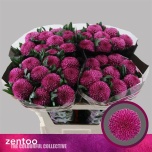 Chrysanthemum Krüsanteem BL Roxo*10