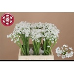 Allium Lauk Flocon 45cm