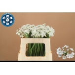 Allium Lauk Flocon 50cm