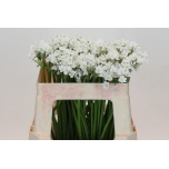 Allium Lauk Flocon 50cm