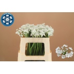 Allium Lauk Flocon 50cm