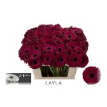 Gerbera MINI Layla*20