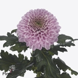 Chrysanthemum Krüsanteem BL Playtime*10