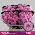 Chrysanthemum Krüsanteem BL Playtime*10