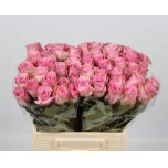 Roos 40cm Renaissance