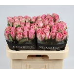 Roos 60cm Renaissance