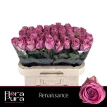Roos 60cm Renaissance