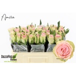 Roos 50cm Fashion Girl