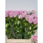 Campanula Kellukas Campana Pearl Pink 50cm