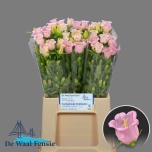 Campanula Kellukas Campana Pearl Pink 50cm