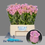 Campanula Kellukas campana pearl pink 60cm