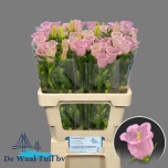 Campanula Kellukas campana pearl pink 60cm