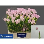 Campanula Kellukas campana pearl pink 60cm