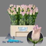 Campanula Kellukas campana pearl pink 60cm