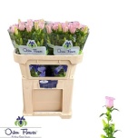 Campanula Kellukas campana pearl pink 65cm
