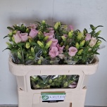 Campanula Kellukas campana pearl pink 65cm