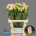 Campanula Kellukas campana pearl pink 65cm