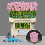 Campanula Kellukas campana pearl pink 70cm