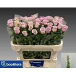 Campanula Kellukas campana pearl pink 70cm