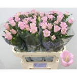 Campanula Kellukas Campana Pearl Pink 75cm