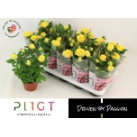 Rosa Potiroos sunflare kordana 12cm
