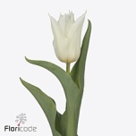 Tulp li Beauty and Elegance