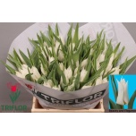 Tulp li Beauty and Elegance