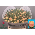 Tulp Bed of Roses