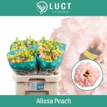Eustoma Preeriakell Alissa Peach