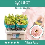 Eustoma Preeriakell Alissa Peach