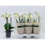 Phalaenopsis Kuukung Christel 12cm