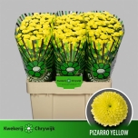 Chrysanthemum Krüsanteem SANTINI Pizarro Yellow*25