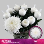 Chrysanthemum Krüsanteem BL Tutu*10