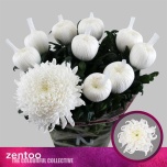 Chrysanthemum Krüsanteem BL Tutu*10
