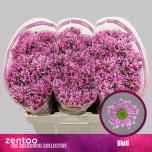 Chrysanthemum Krüsanteem SANTINI Bluff*25