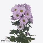 Chrysanthemum Krüsanteem SP Precious*5