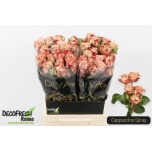 Kobarroos 50cm Cappuccino