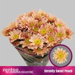 Chrysanthemum Krüsanteem SP Serenity Sweet Peach*5