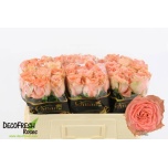 Roos 50cm Sacred