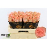 Roos 60cm Sacred